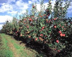 VALE DO JAGUARIBE Novos cultivos de maçã no Estado