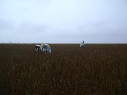 Agricultores preocupados com o atraso da chuva