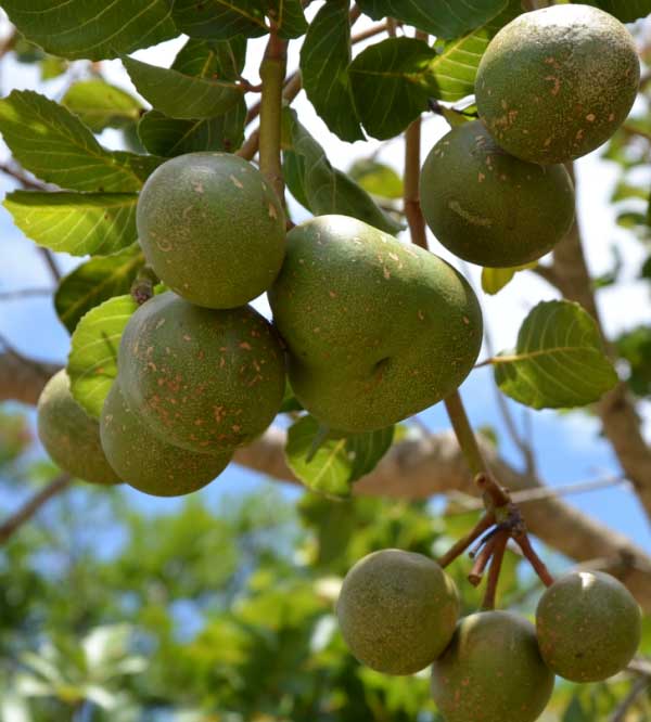 Safra do pequi gera renda para agricultores