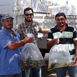 70 mil alevinos foram distribuídos em 25 açudes públicos de Catarina