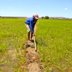 Iniciada produção de arroz no Açude Orós