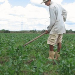 Plano Safra vai liberar R$ 960 mi para agricultores