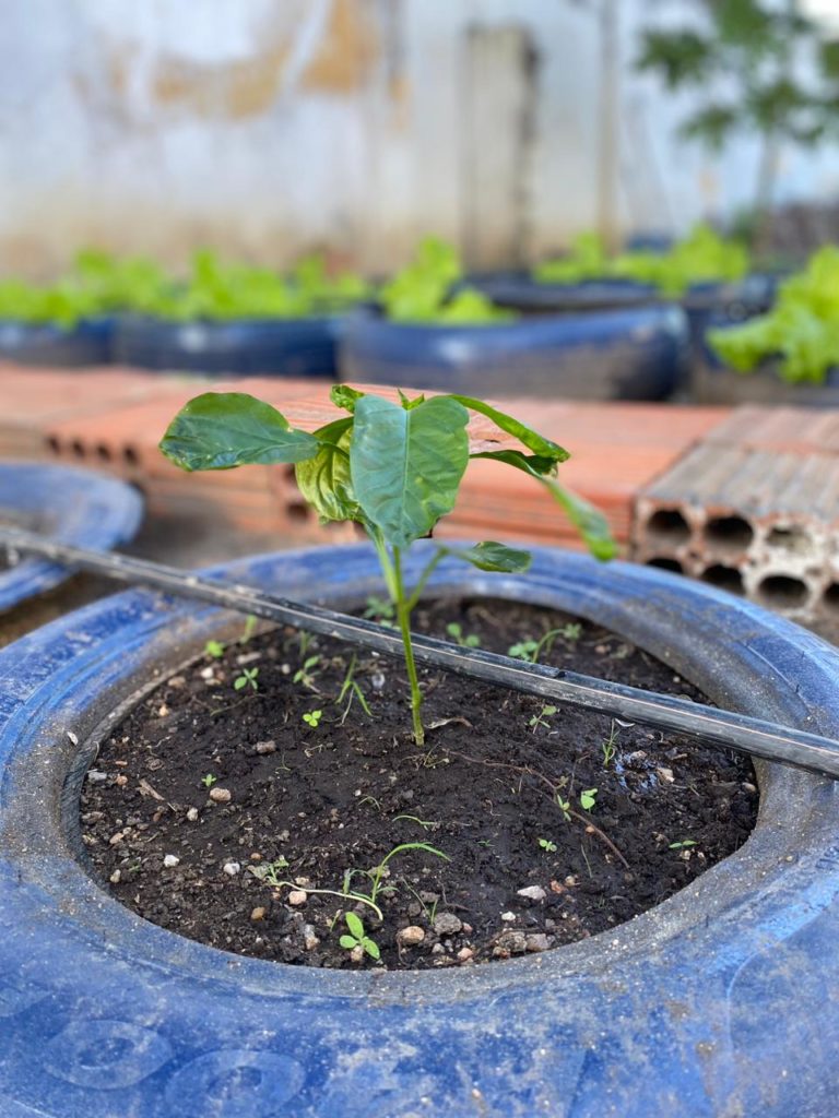 Gerência Regional do Alto Jaguaribe desenvolve projetos sustentáveis para educação ambiental